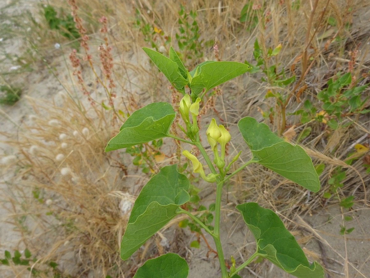 Aristolochia clematitis (Aristolochiaceae)